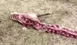 长春养猪场爆料事件视频,揭露养殖场内幕，引发公众关注