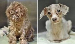 爆料救助流浪狗视频,网友爆料救助流浪狗，温情瞬间感动网友